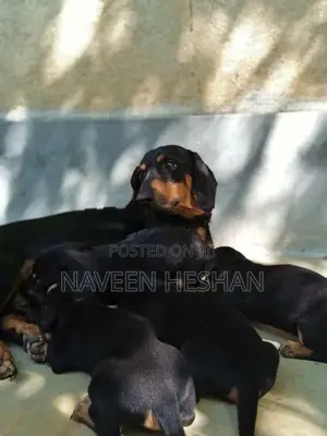 Dachshund Puppies