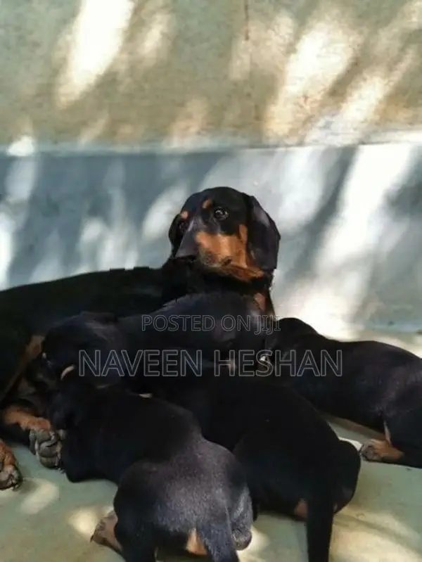 Dachshund Puppies