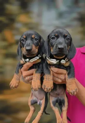 Dachshund Puppies