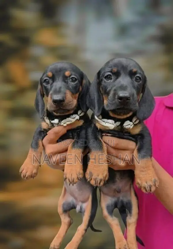 Dachshund Puppies