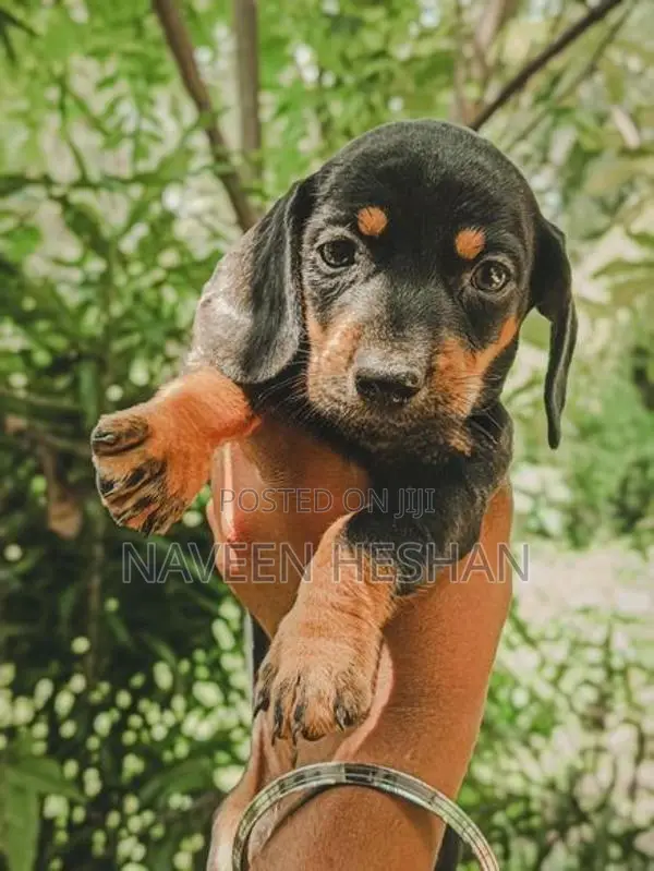 Dachshund Puppies