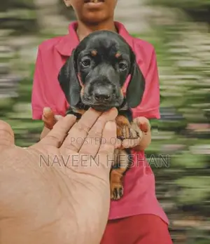 Dachshund Puppies