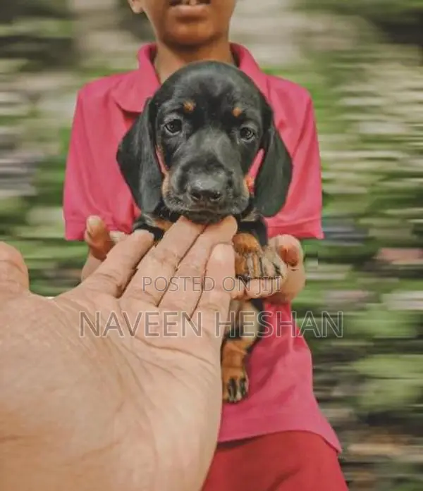 Dachshund Puppies