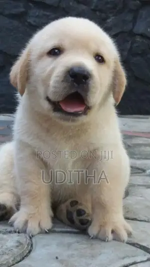Labrador Retriever Puppies