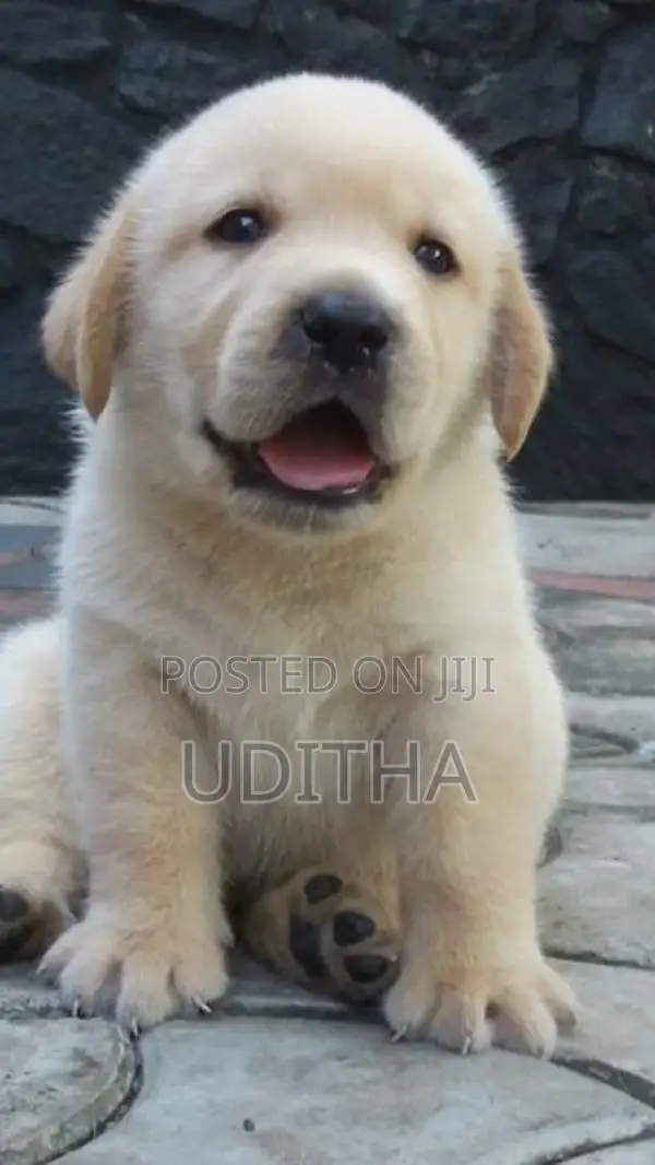 Labrador Retriever Puppies