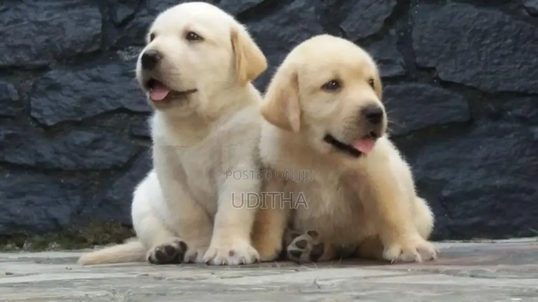 Labrador Retriever Puppies