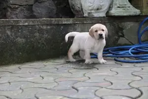 Labrador Retriever Puppies