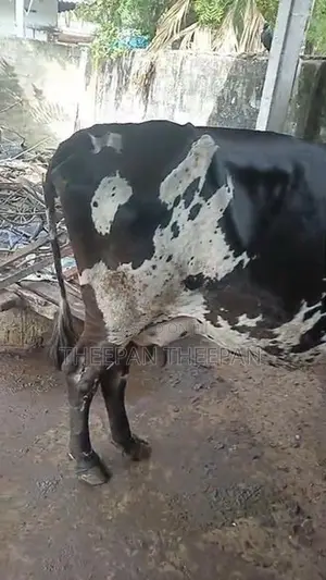 Milk Cow