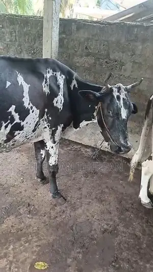 Milk Cow