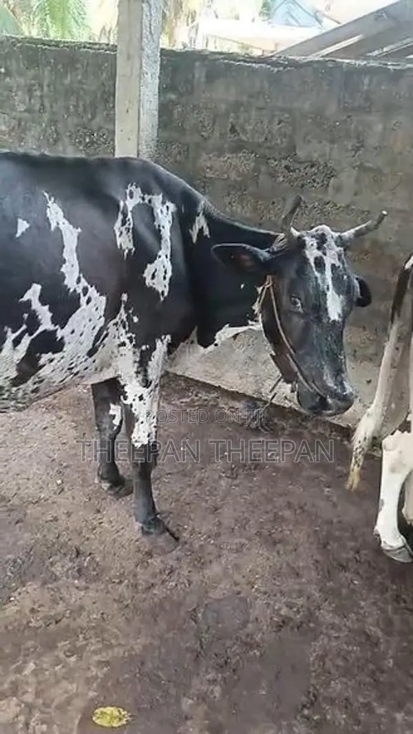 Milk Cow