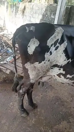 Milk Cow