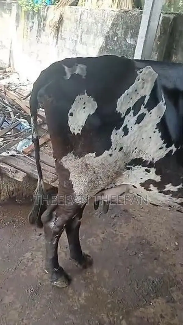 Milk Cow