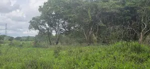 Land For Sale In Dambulla - දඹුල්ලෙන් ඉඩමක් විකිණීමට
