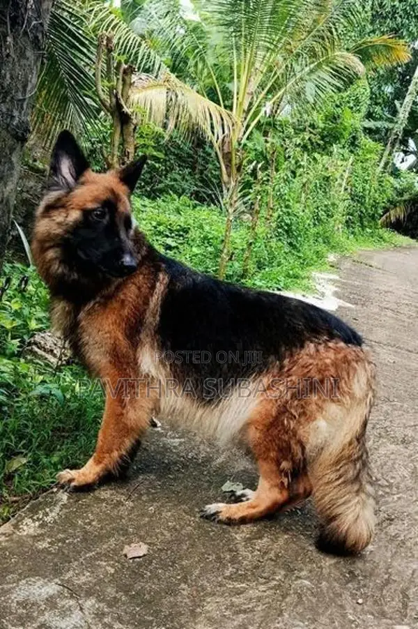 German Shepherd