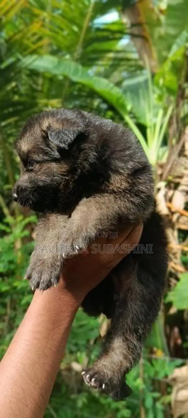 German Shepherd
