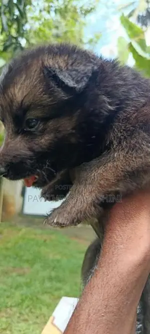 German Shepherd