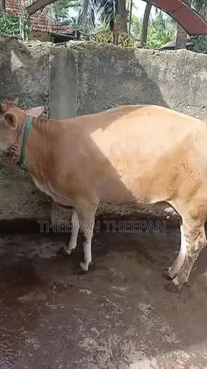 Milk Cow