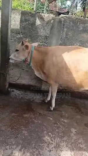Milk Cow