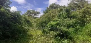 Land For Sale In Dambulla - දඹුල්ලෙන් ඉඩමක් විකිණීමට