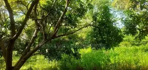 Land For Sale In Dambulla - දඹුල්ලෙන් ඉඩමක් විකිණීමට