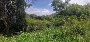 Land For Sale In Dambulla - දඹුල්ලෙන් ඉඩමක් විකිණීමට