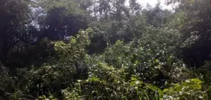 Land For Sale In Dambulla - දඹුල්ලෙන් ඉඩමක් විකිණීමට