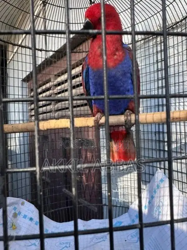 Eclectus Jumbo Female Parrot