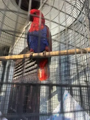 Eclectus Jumbo Female Parrot