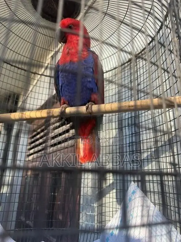 Eclectus Jumbo Female Parrot