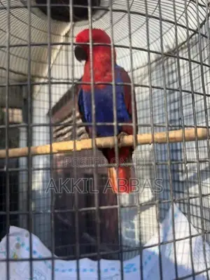 Eclectus Jumbo Female Parrot