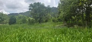 Land for Sale in Dambulla - දඹුල්ලෙන් අනර්ග ඉඩමක් විකිණීමට