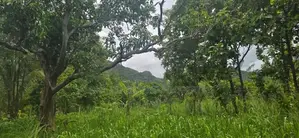 Land for Sale in Dambulla - දඹුල්ලෙන් අනර්ග ඉඩමක් විකිණීමට