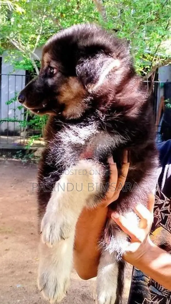 German Shepherd Long Coat Puppies