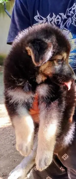 German Shepherd Long Coat Puppies