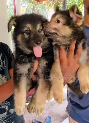German Shepherd Long Coat Puppies