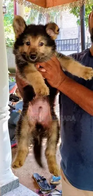 German Shepherd Long Coat Puppies