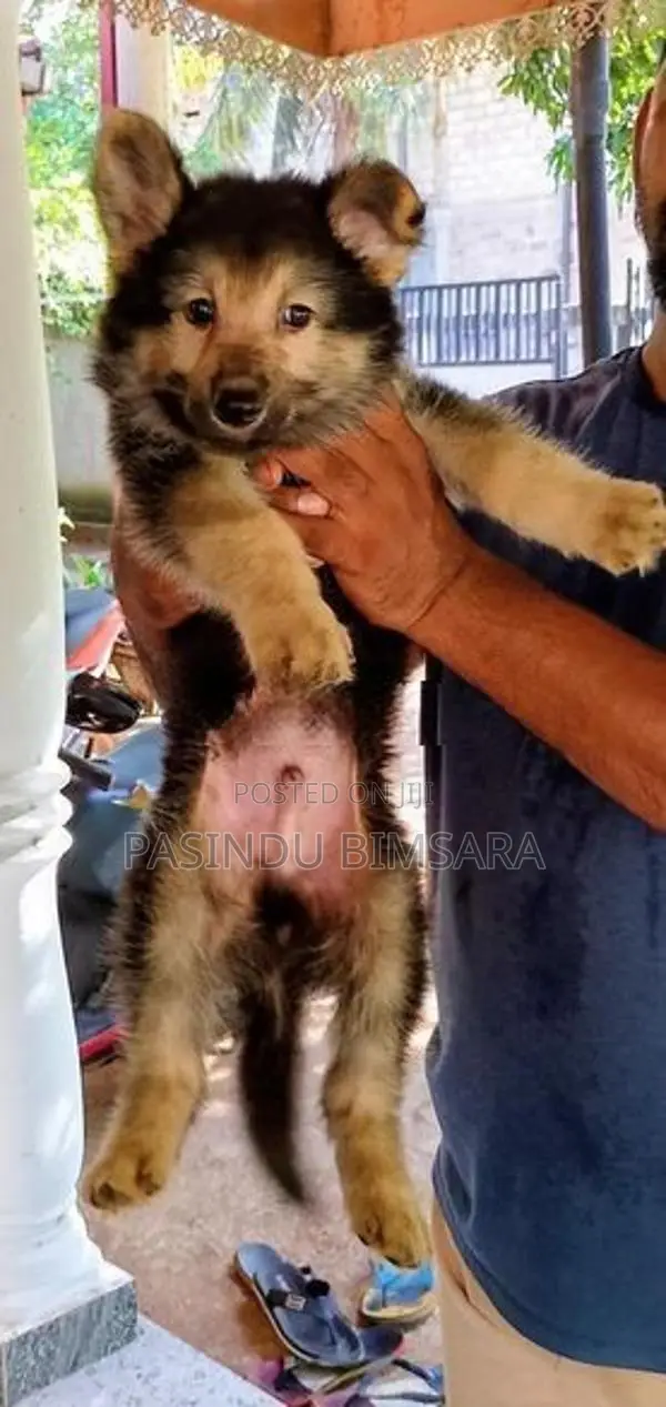 German Shepherd Long Coat Puppies