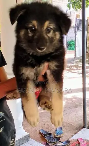 German Shepherd Long Coat Puppies