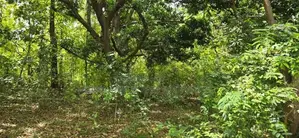 Land For Sale In Dambulla - දඹුල්ලෙන් අනර්ග ඉඩමක් විකිණීමට