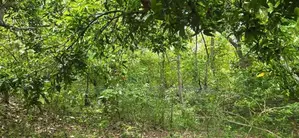 Land For Sale In Dambulla - දඹුල්ලෙන් අනර්ග ඉඩමක් විකිණීමට