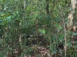 දඹුල්ල කණ්ඩලමෙන් අනර්ග ඉඩමක් විකිණීමට