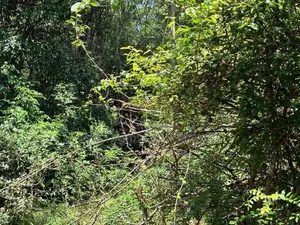 දඹුල්ල කණ්ඩලමෙන් අනර්ග ඉඩමක් විකිණීමට