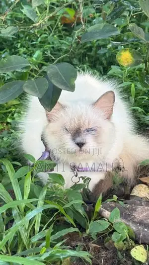 Himalayan Cat Female 1,5 Years