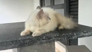 Himalayan Cat Female 1,5 Years
