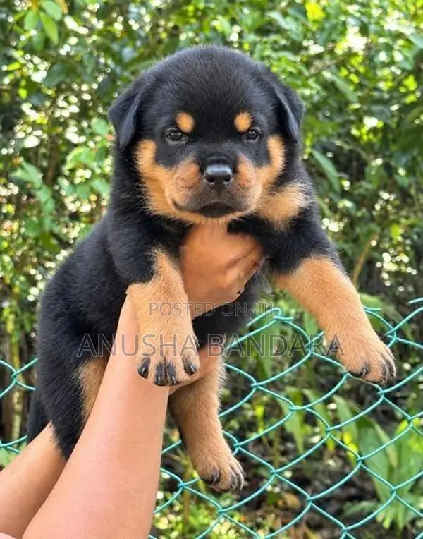 Rottweiler Puppies