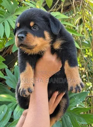 Rottweiler Puppies