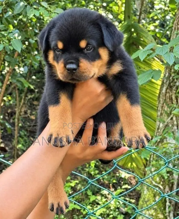 Rottweiler Puppies