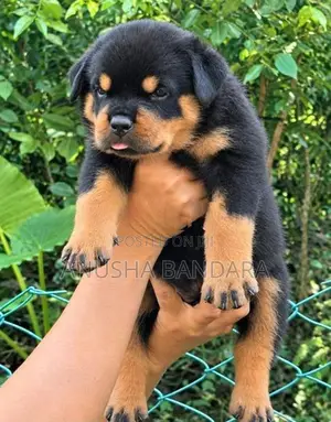 Rottweiler Puppies