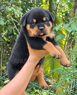 Rottweiler Puppies
