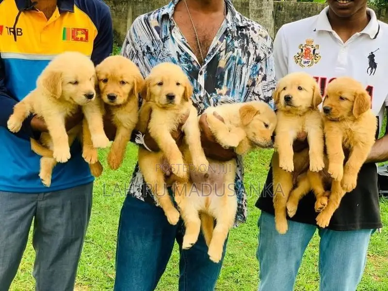 Golden Retriever Puppies